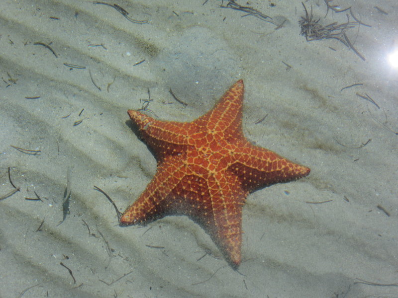 Starfish