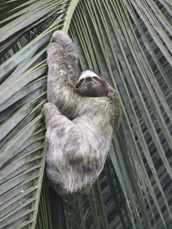 Three toed sloth