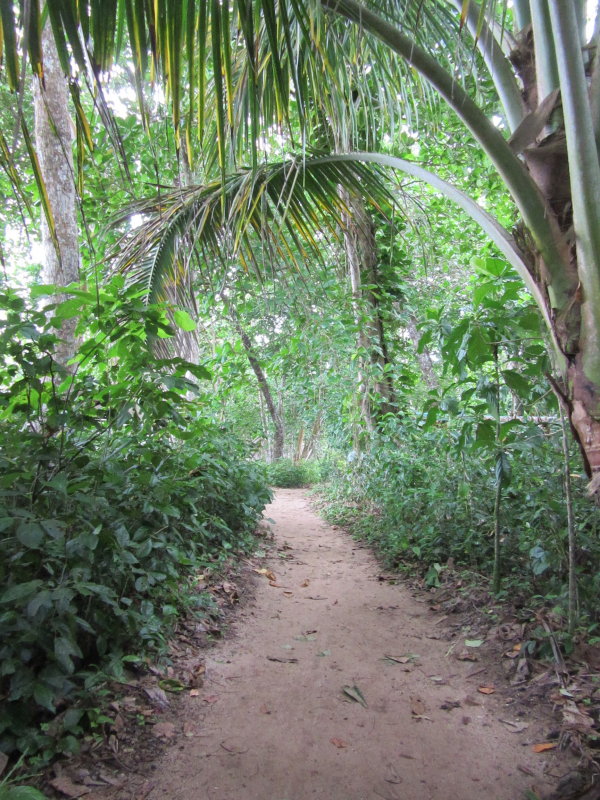 PN Cahuita - trail