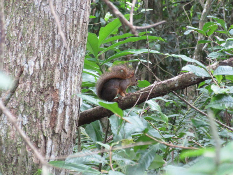 Red squirrel