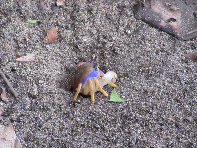 Crab