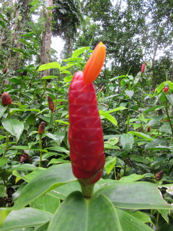 Flora