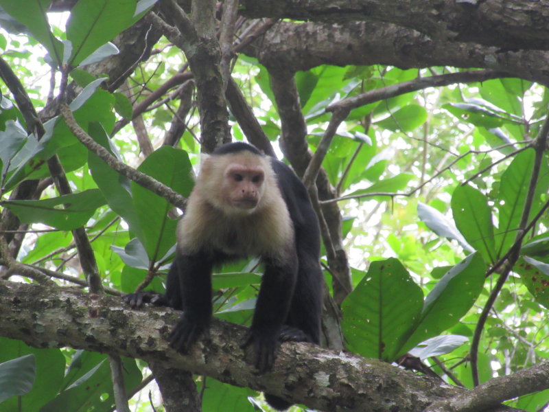 White-faced capuchin monkey