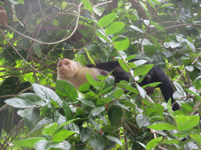 White-faced capuchin monkey
