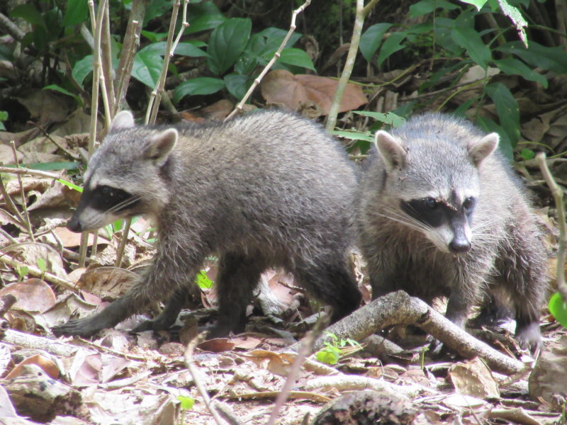 Not just any raccoons but...