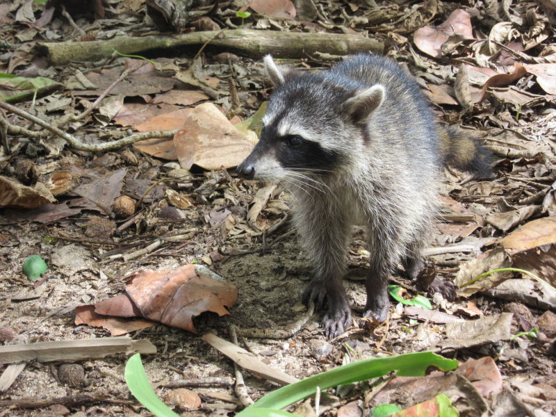 ...crab-eating raccoons