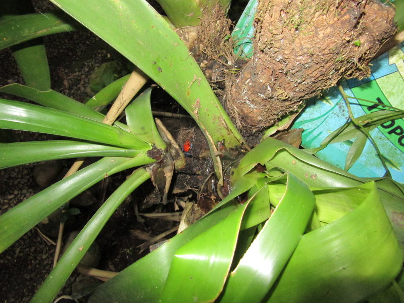 Strawberry poison dart frog
