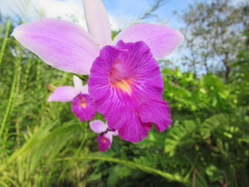 Orchids