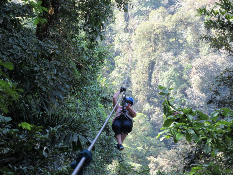 Through the canopy