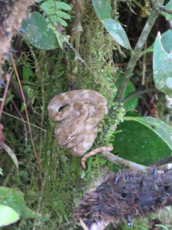 Eyelash pit viper