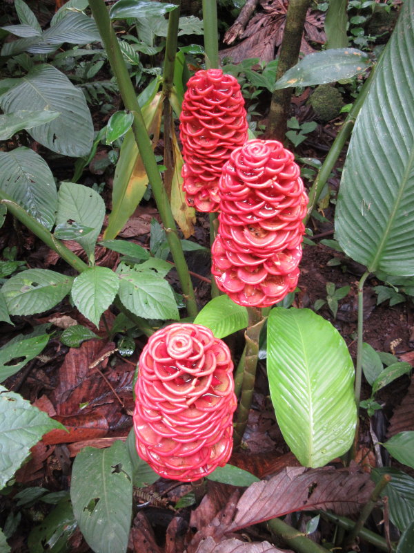 Flora