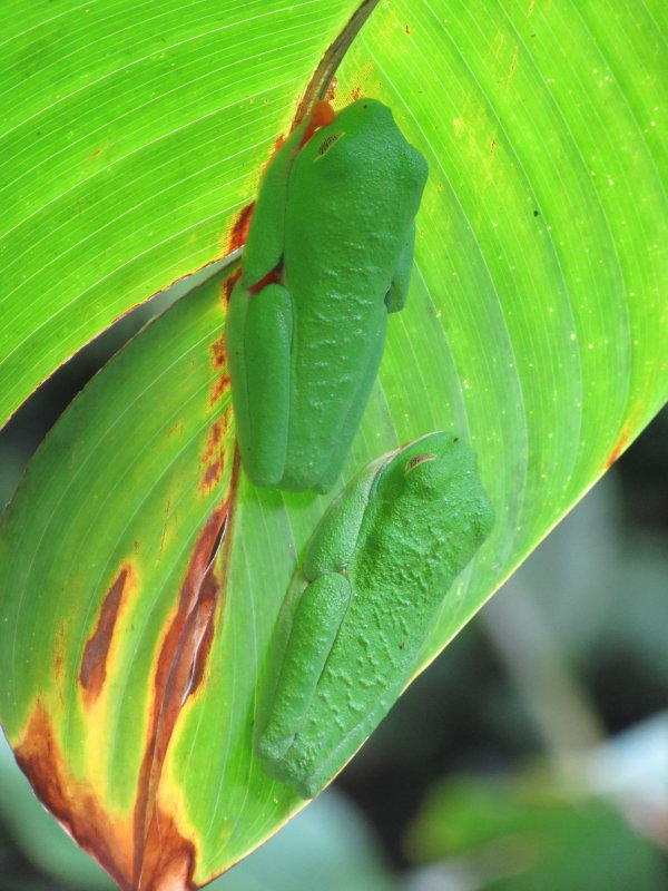 Red-eyed tree frogs