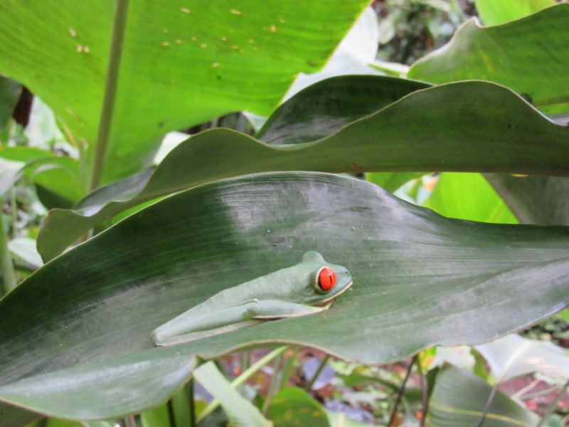 Red-eyed tree frog