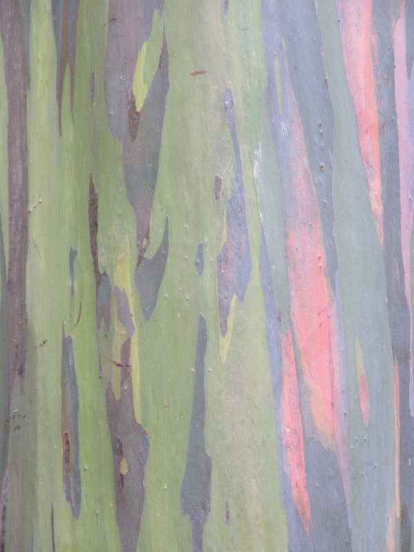 Rainbow eucalyptus