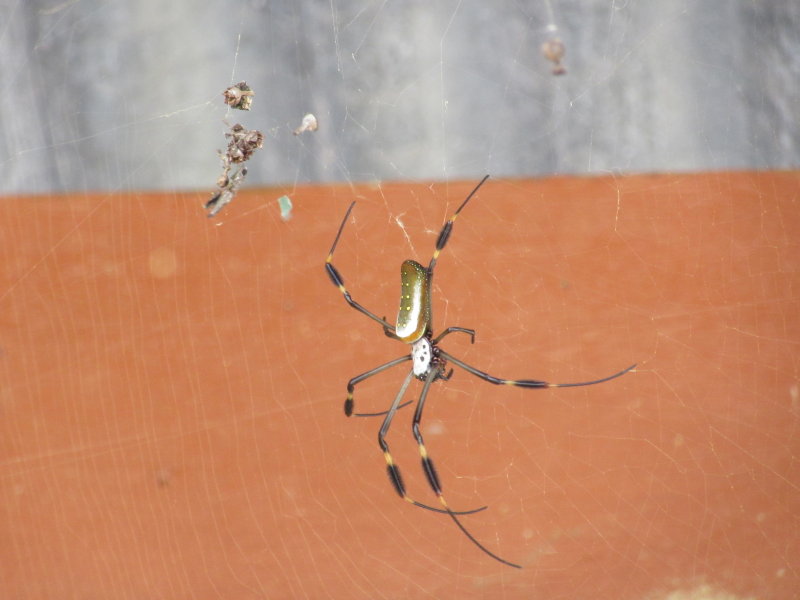 Orb spider