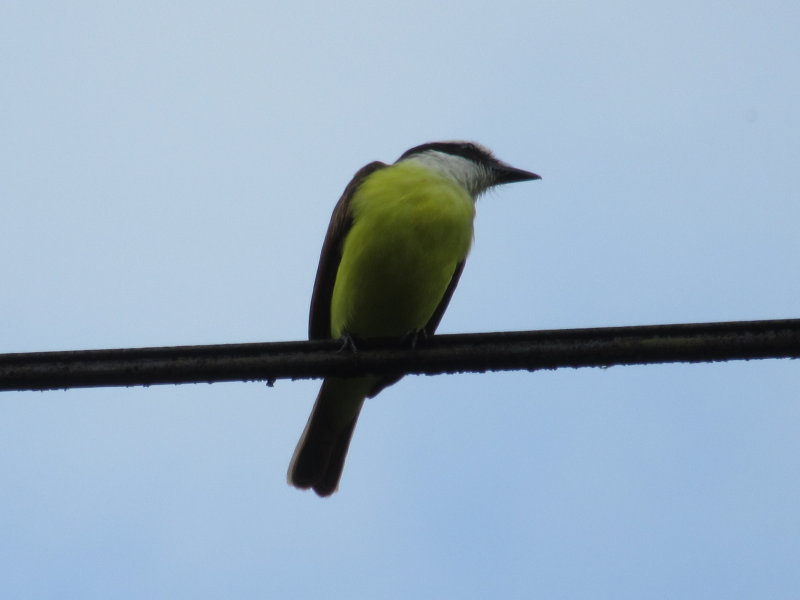 Yellow breasted bird