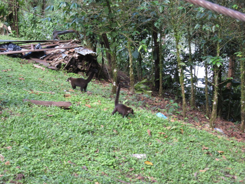 Coatis