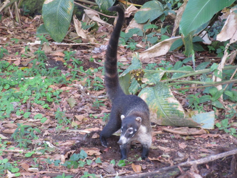 Coati