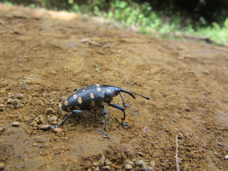 Cute beetle
