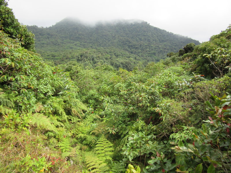 Cloud forest