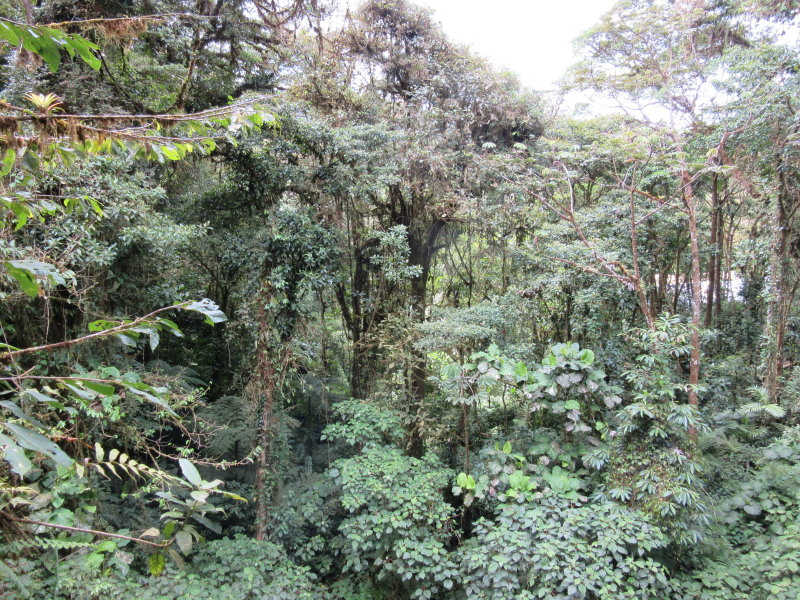 Get up close to the canopy