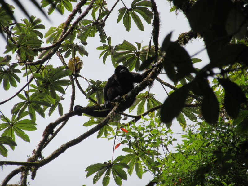 Mantled howler monkey
