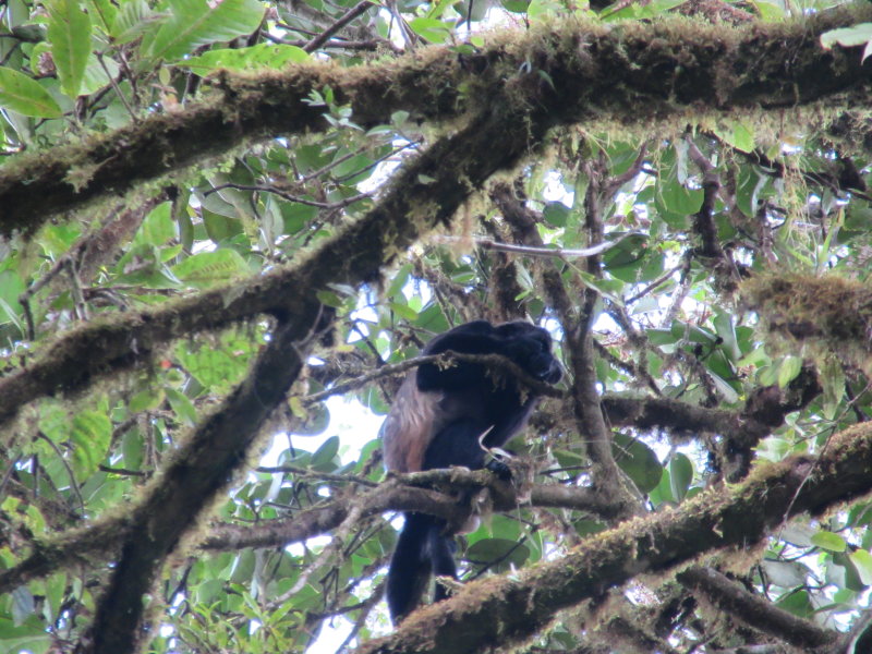 Mantled howler monkey