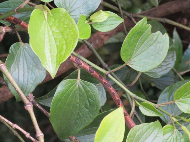 Blunt headed tree snake