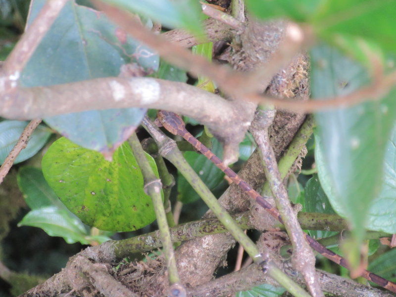 Blunt headed tree snake