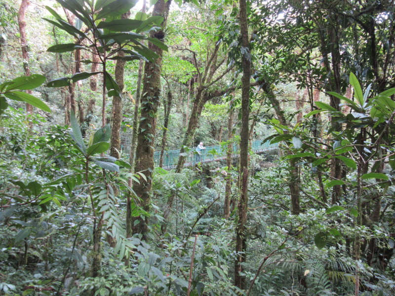 Pete in the cloud forest