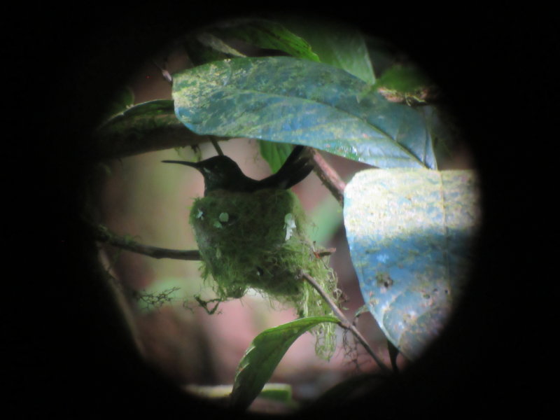 Hummingbird in its nest