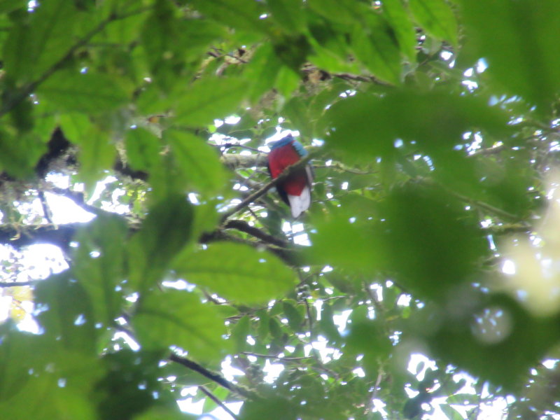 Quetzal