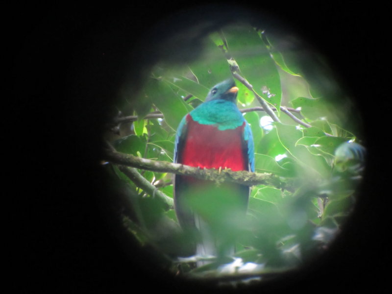 Quetzal