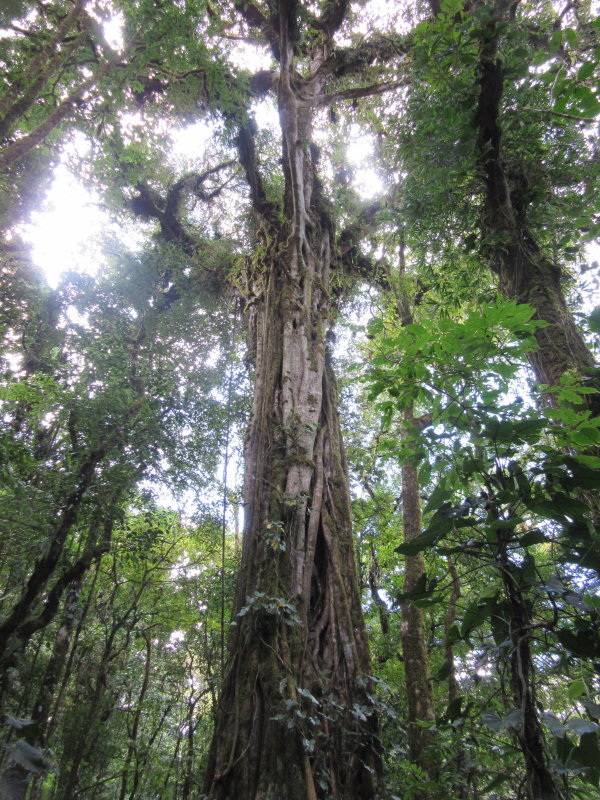 Huge strangler fig tree