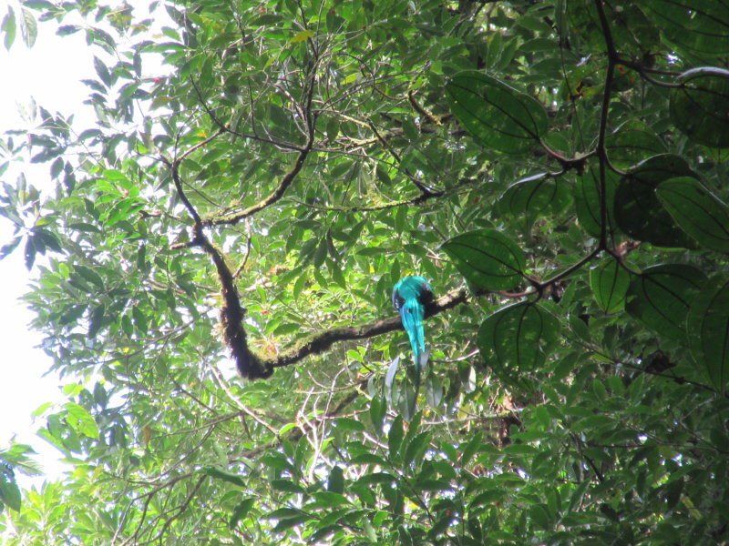Quetzal