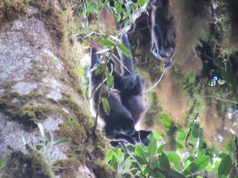Young mantled howler monkeys