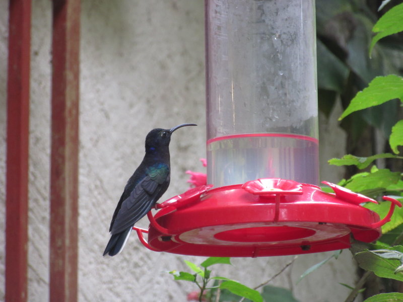 Hummingbird