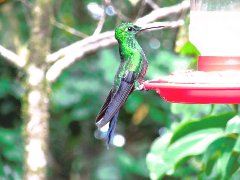 Hummingbird