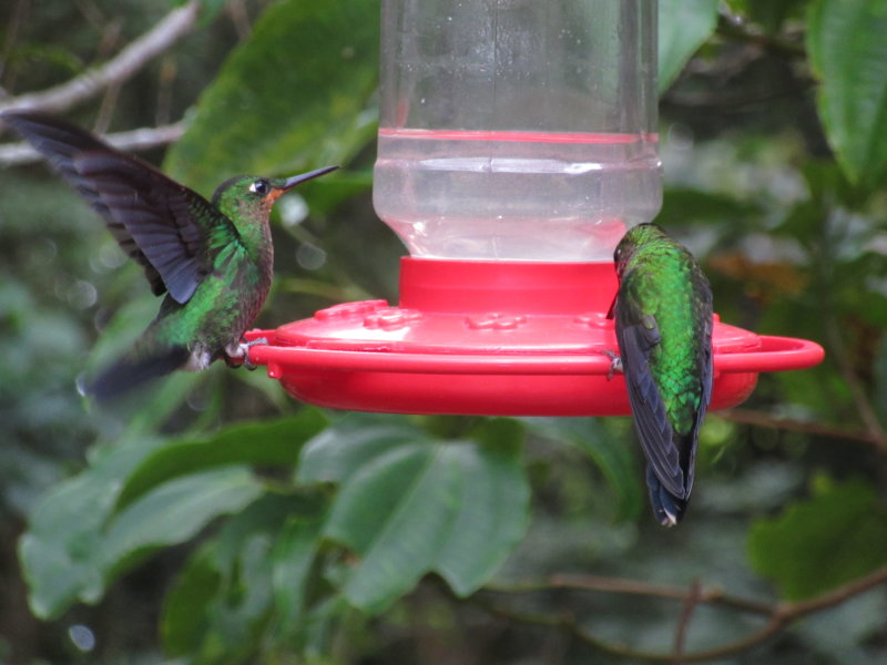 Hummingbirds