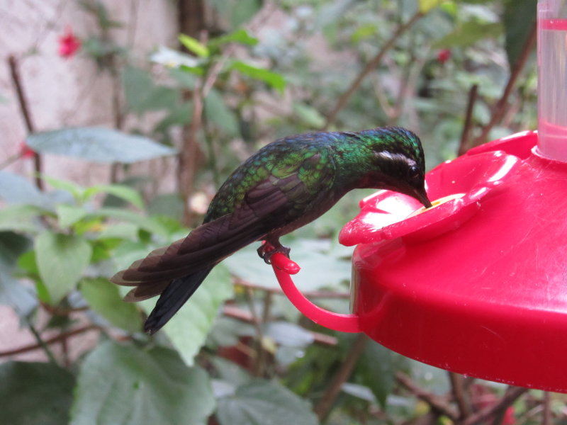 Hummingbird