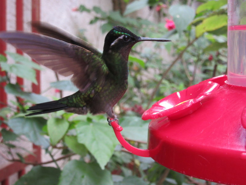 Hummingbird