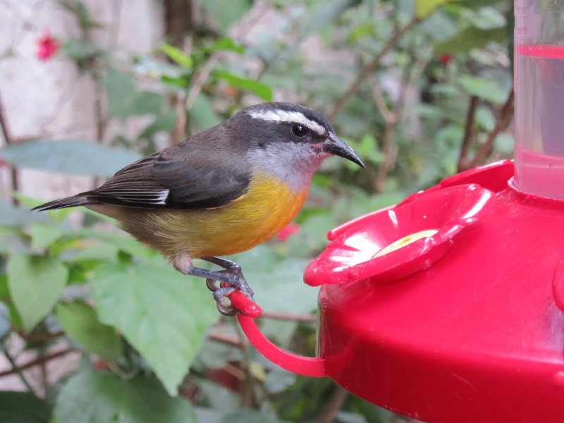 Type of warbler?