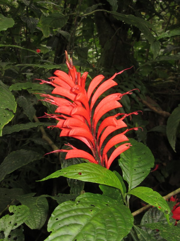 Adapted flower for hummingbirds beak