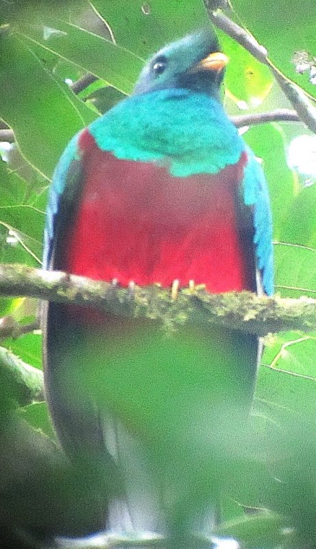 Quetzal