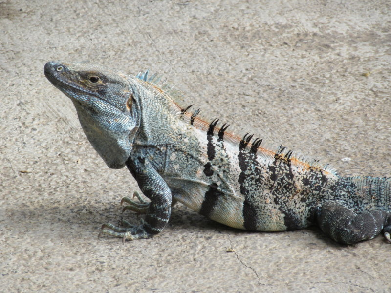 Iguana