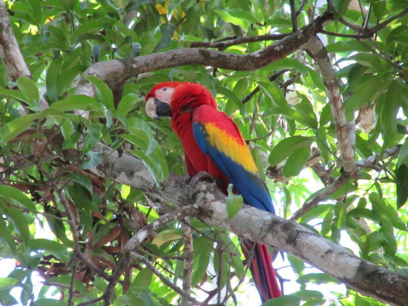 Scarlet macaw