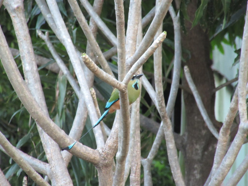Motmot