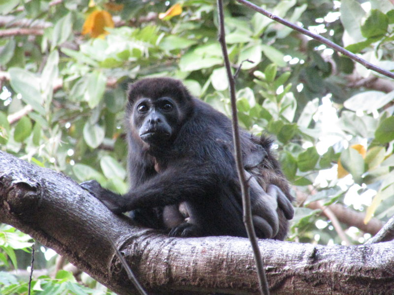 Little baby clinging to mum
