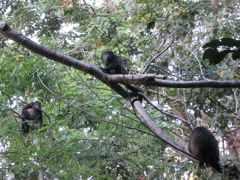 Mantled howler monkeys