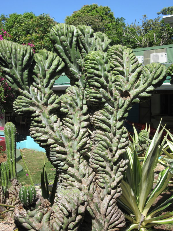Wrinkly cactus